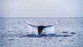 Critically Endangered Western Gray Whale