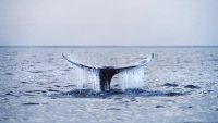 Critically Endangered Western Gray Whale