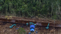 Recently deforested peatland inside a PT. Riau Andalan Pulp & Paper (PT RAPP) concession on Pulau Pedang, Riau Province, 05/30/2014. PT RAPP is a subsidiary of APRIL, the pulp & paper division of the RGE Group. 10'53