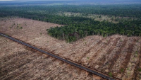 Recent large-scale clearance of peatland forest inside a PT. Riau Andalan Pulp & Paper (PT RAPP) concession on Pulau Pedang, Riau Province. 05/20/2014. 10'59