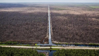 Recent large-scale clearance of peatland forest inside a PT. Riau Andalan Pulp & Paper (PT RAPP) concession on Pulau Pedang, Riau Province. 05/20/2014. 10'59