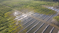 Flooded Plantation