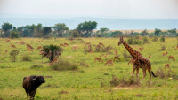 A buffalo, giraffe and antelopes in Murchison falls national park